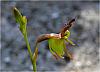 Paracaleana minor - Small Duck Orchid.jpg